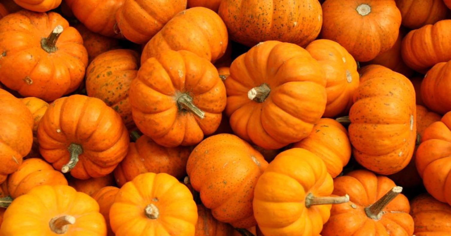 La Fête du Potiron : 150 variétés de courges et des balades en tracteur !