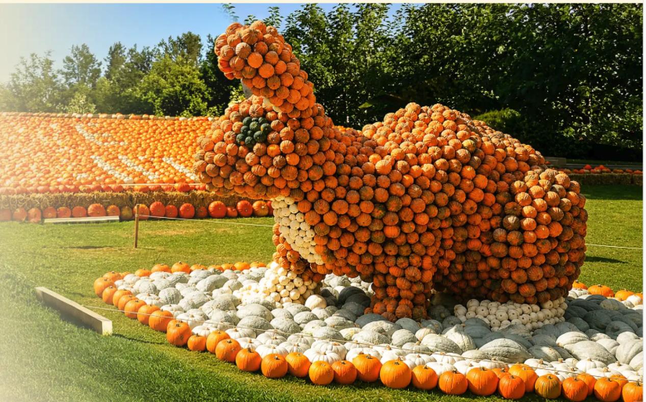 Pumpkimania in het kasteelpark van Groot-Bijgaarden
