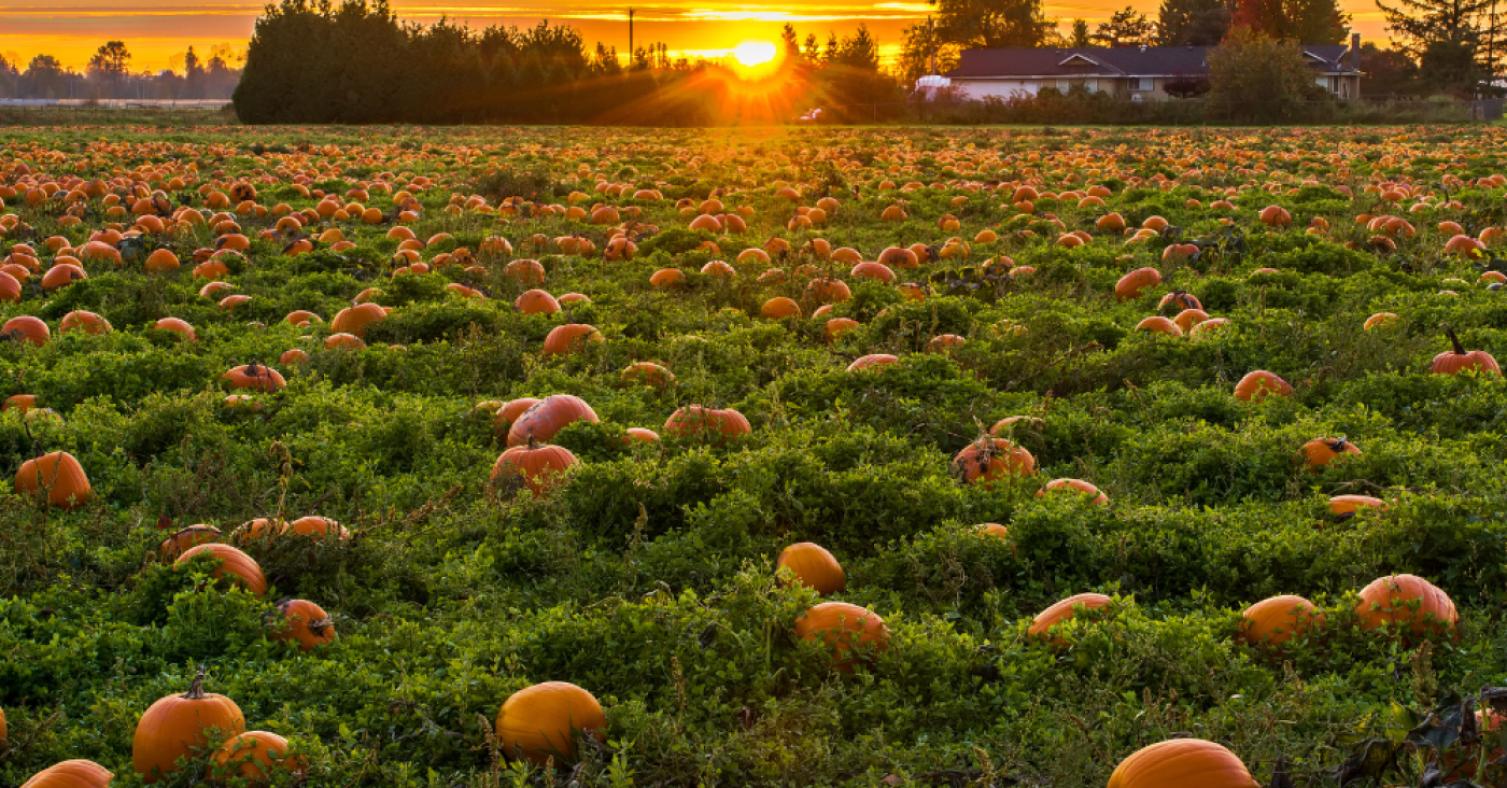 Halloween au château de Grand-Bigard : bienvenue au royaume des citrouilles !