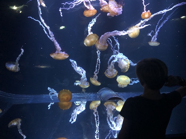 visite Nausicaà en famille