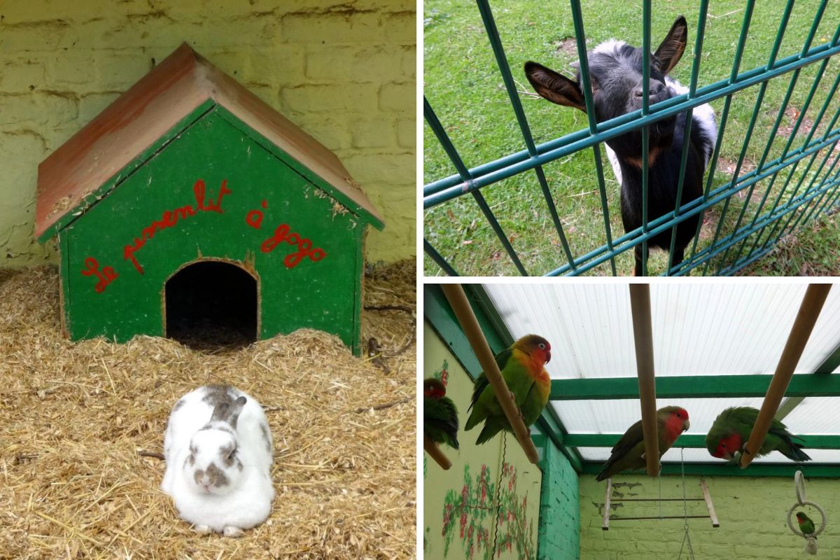 Animaux du parc de Roodebeek